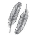 Feather bird drawing Ãâ¬attern ÃÂ°eathers set